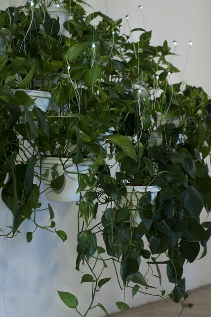 對許多人來說，室內花園最困難的就是照顧，不用擔心，