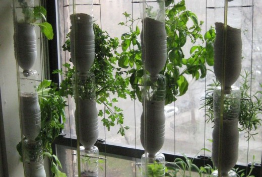 綠色水栽、環保、DIY