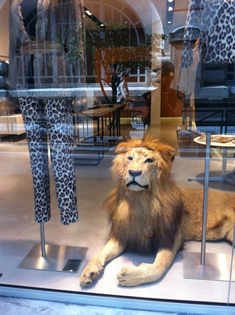 櫥窗、巴黎、Virginie Castaway、獅子