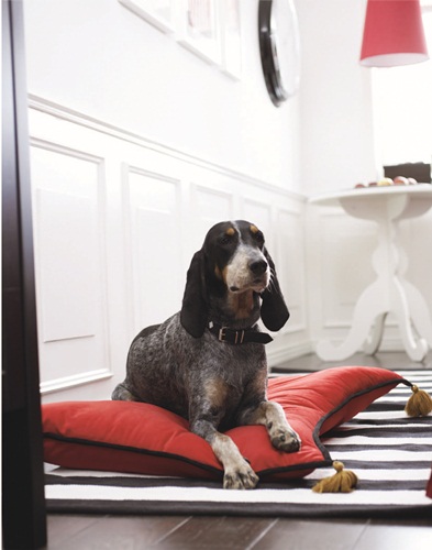 由於寵物在家中的地位提昇，幾乎已成為家庭成員的趨勢