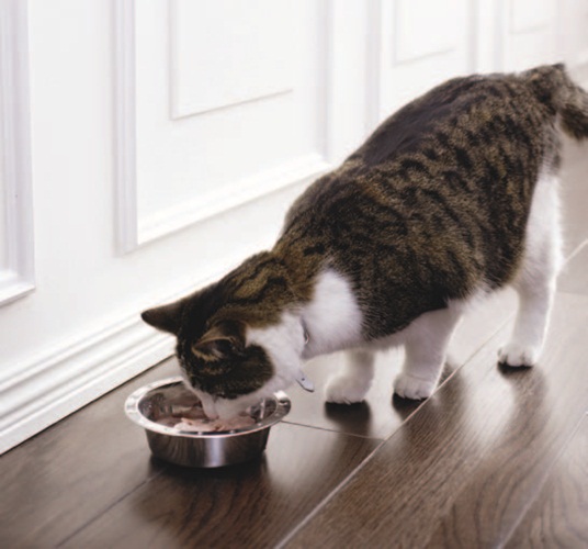 由於寵物在家中的地位提昇，幾乎已成為家庭成員的趨勢