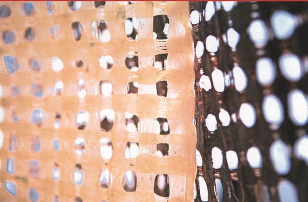 天然的草編、樹皮、回收紙漿的壁紙,運用純天然植物材