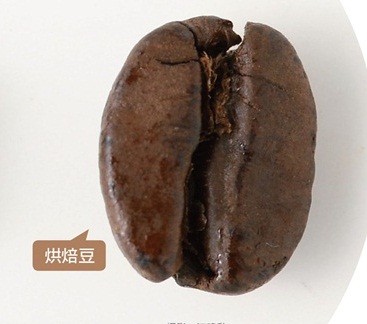 想煮出一杯好咖啡,那麼首先第一步該做的事就是認識咖