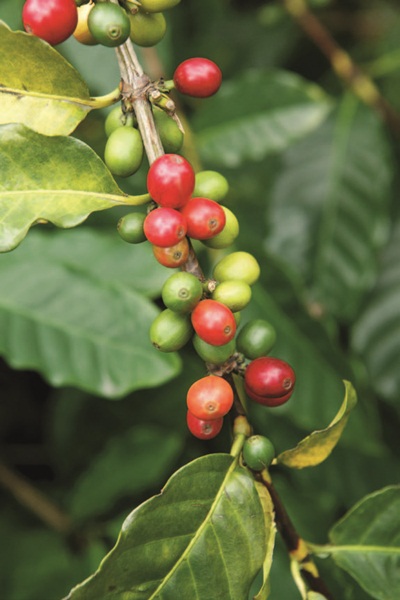 想煮出一杯好咖啡，那麼首先第一步該做的事就是認識咖