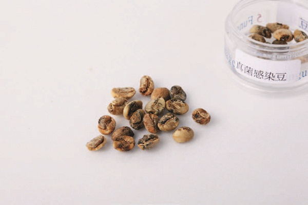 常聽聞「一顆老鼠屎、壞了一鍋粥」，煮咖啡也是一樣，