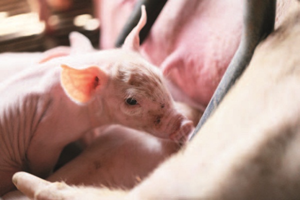 豬肉，在每個台灣人的味覺記憶裡，皆佔有一席之地，從