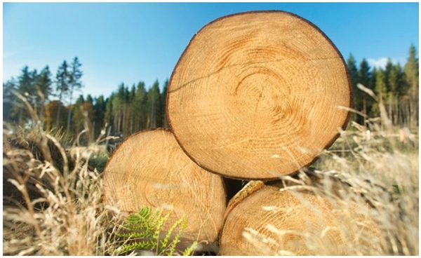 居家裝潢用品館最近有越來越多的新店開幕，威佐開發代