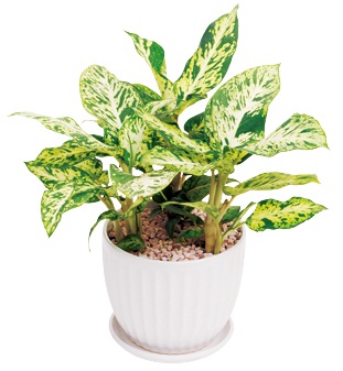 每個人每天無時無刻都需要呼吸！就算是在家裡面，也要