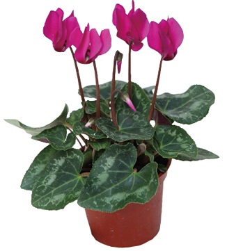 每個人每天無時無刻都需要呼吸！就算是在家裡面，也要