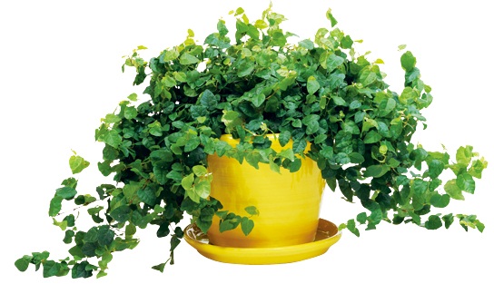 每個人每天無時無刻都需要呼吸!就算是在家裡面,也要