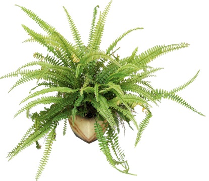 每個人每天無時無刻都需要呼吸!就算是在家裡面,也要