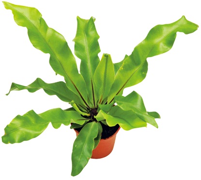 每個人每天無時無刻都需要呼吸!就算是在家裡面,也要