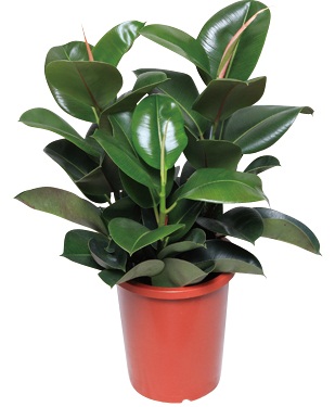 每個人每天無時無刻都需要呼吸!就算是在家裡面,也要