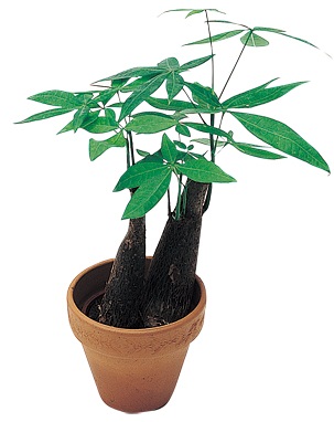 每個人每天無時無刻都需要呼吸!就算是在家裡面,也要