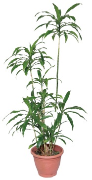 每個人每天無時無刻都需要呼吸!就算是在家裡面,也要