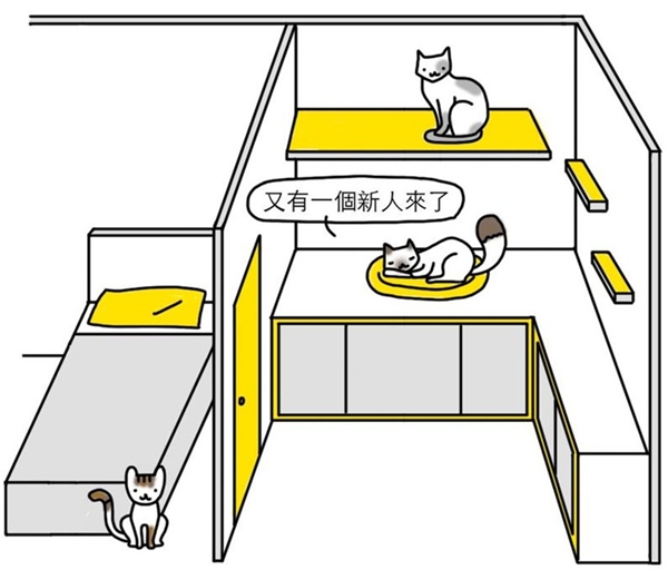 為什麼買了貓跳臺，貓咪卻很少上去？貓咪常常跳上櫃子