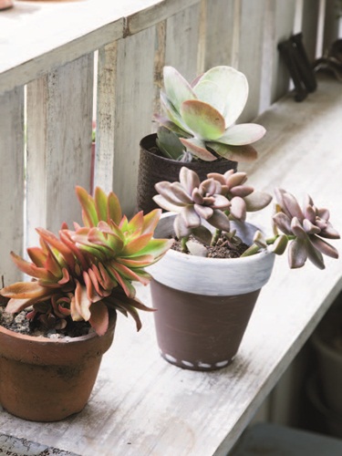 陽台植栽綠色植物