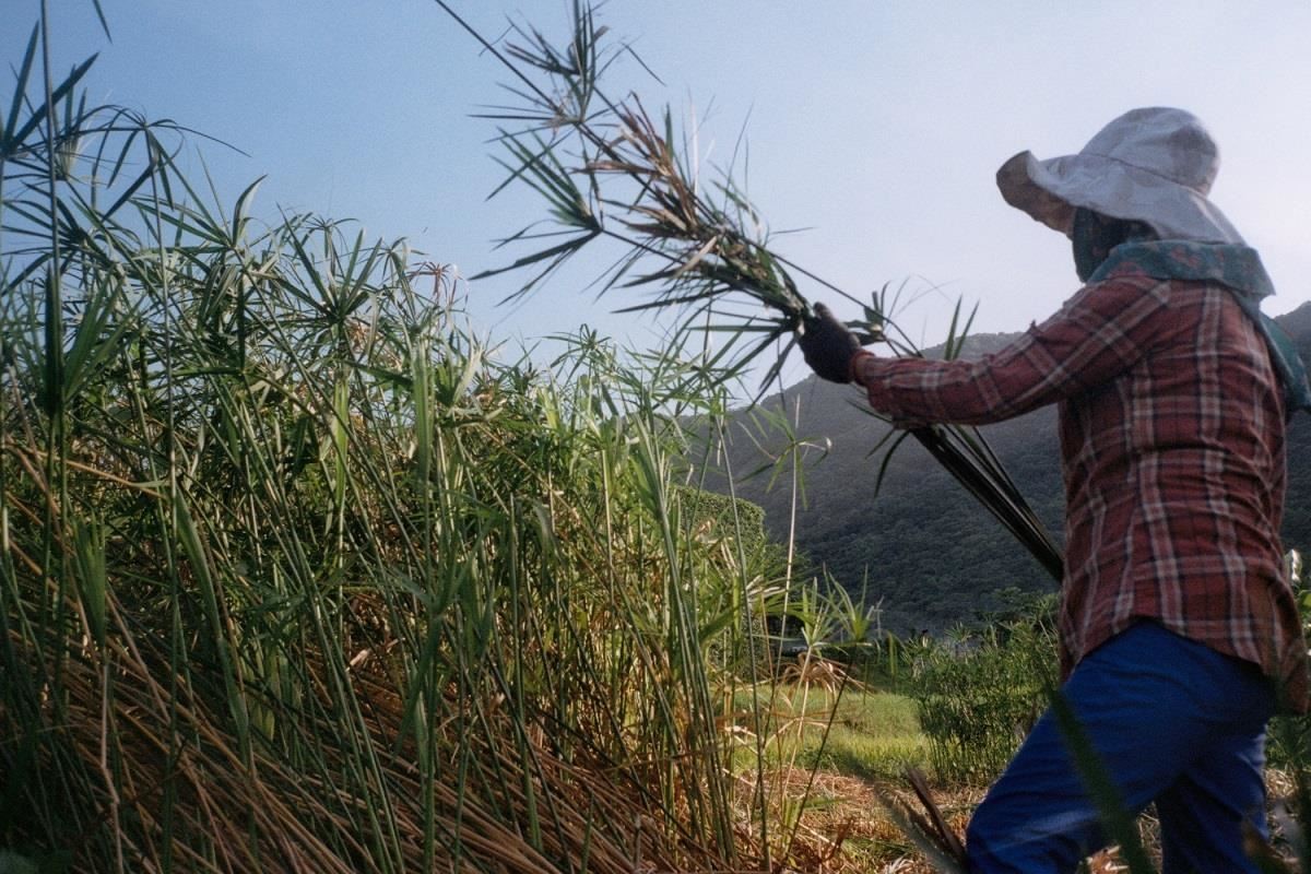 阿美族婦女在採集輪傘草的實際狀況。
