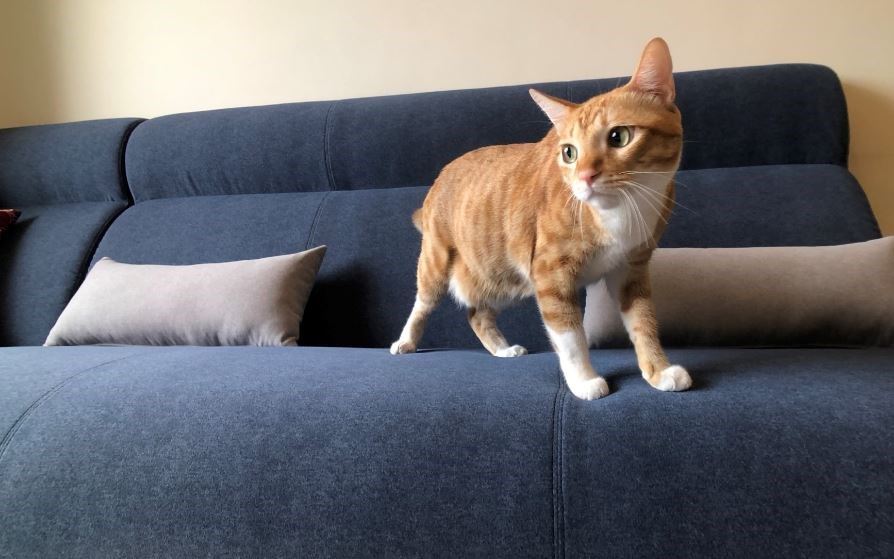 挑選沙發時，要注意的眉角非常多，從家庭人數選擇尺寸