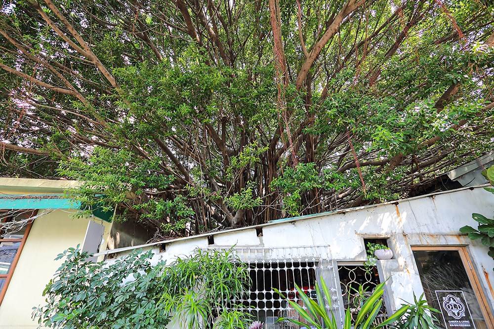 綠意盎然的「廣西桂林好聚落」。(攝影/Carter)