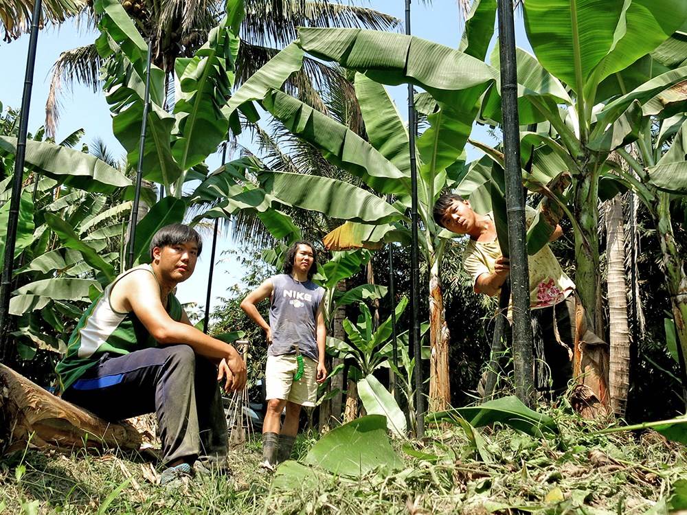 台青蕉樂團走入香蕉園工作,就算從小看著香蕉長大,但經歷一連串失敗後,才知道如何種出好吃的香蕉。(圖片提供/台青蕉樂團)