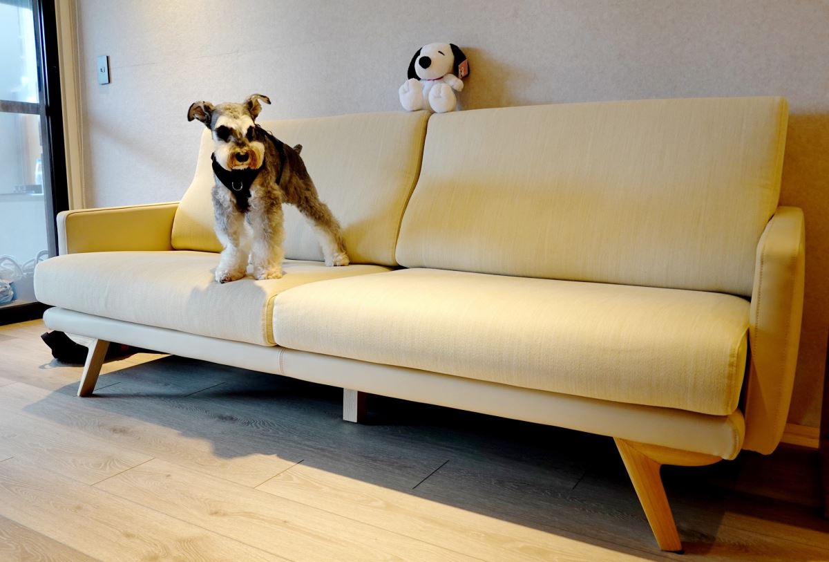 優渥設計「帕瑪實木沙發」寵物布不怕抓傷,毛孩來到旅館就像度假,可以自由奔跑、跳躍,潘慧如坦言「根本就是寵物的快樂天堂」。