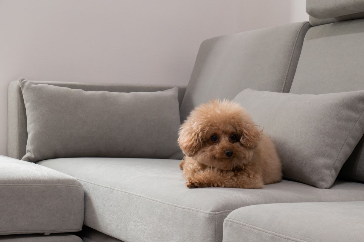 毛孩是我們生活中重要的夥伴,Cube-Net 椅子工廠提供多種質料選擇,讓生活更舒適愉快。