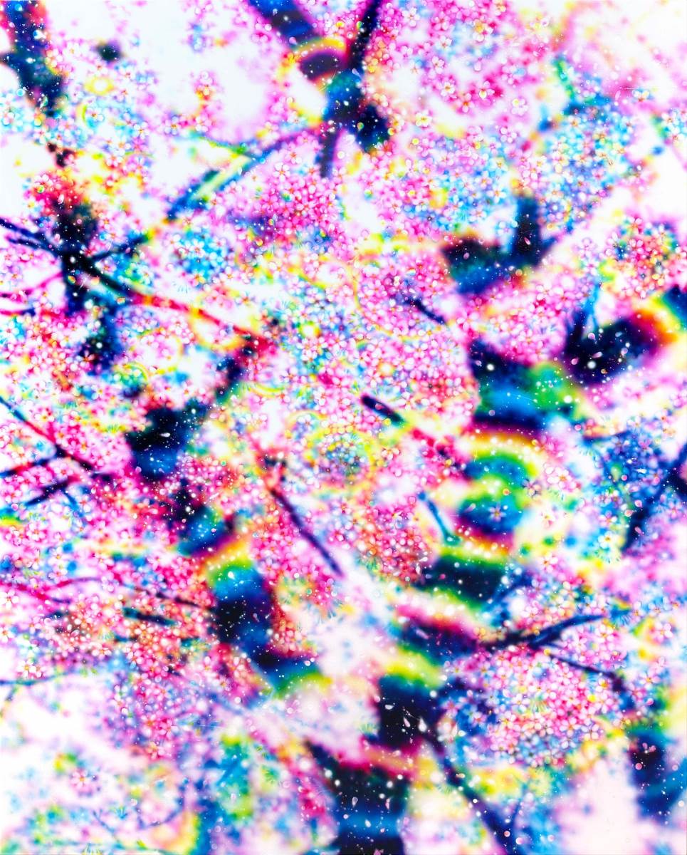 塚本智也_觀止堂_桜 12 Cherry Blossom 12_Acrylic on canvas_162x130.3cm(F100)