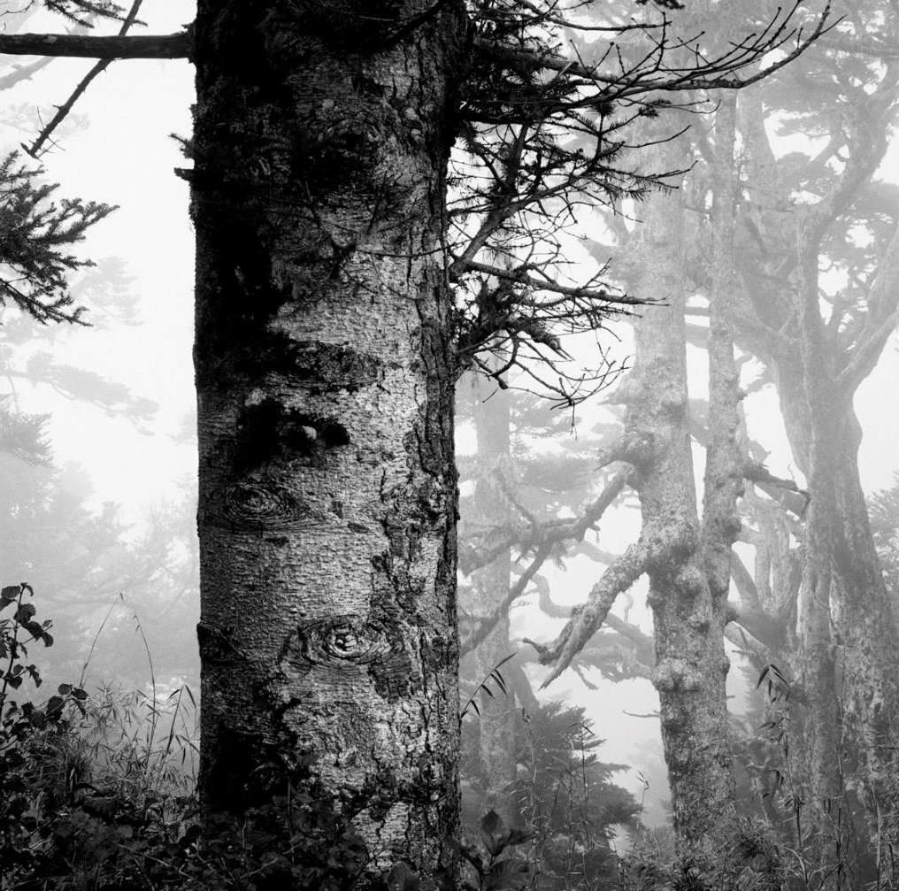 金禧美術_張志輝_合歡山