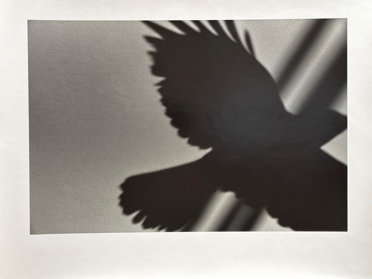 深瀬昌久_日本攝影大師原作展