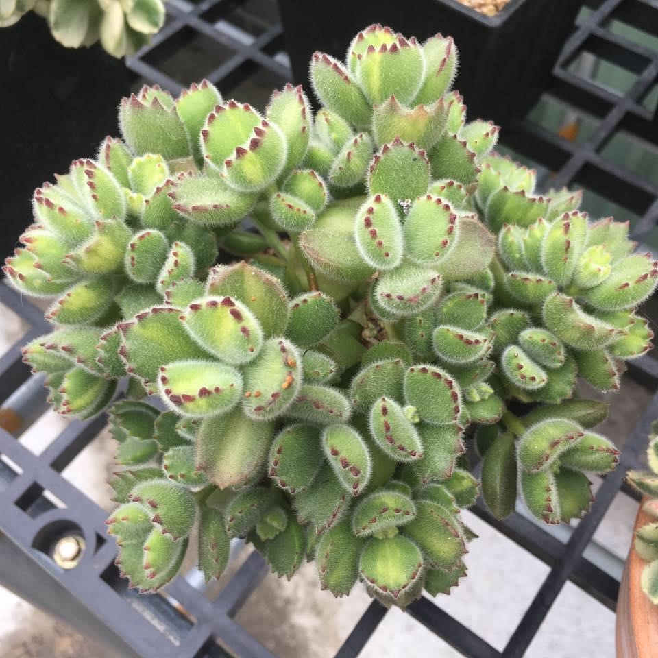 圖片轉載自多肉植物熊童子 圖片轉載自多肉植物熊童子