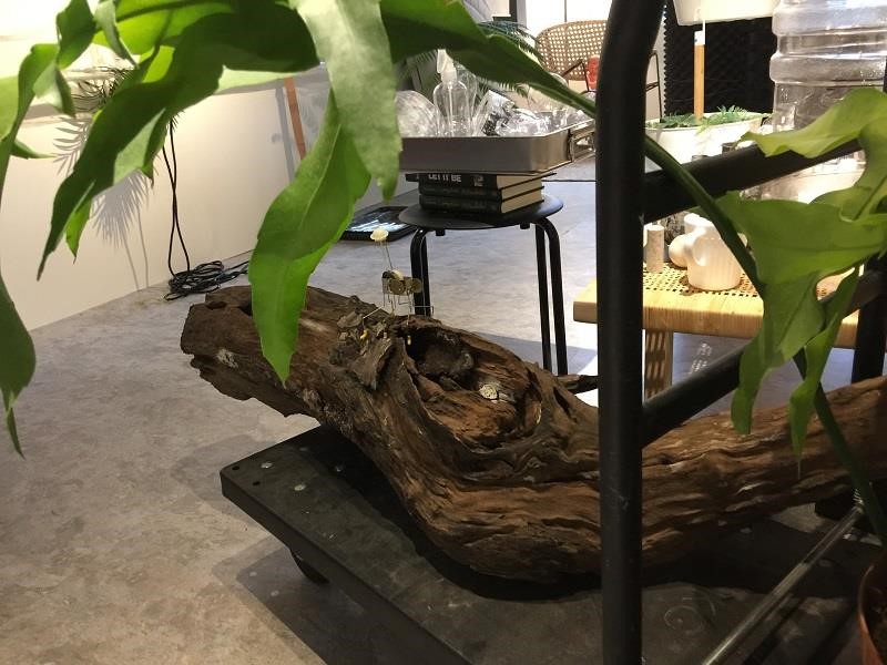 藝術家李霽表示,他喜歡讓植物在空間之中有著適當的距離,並善用鐵件與木材打造給予一個角落專屬的均衡呈現。攝影_曹靜宜 藝術家李霽表示,他喜歡讓植物在空間之中有著適當的距離,並善用鐵件與木材打造給予一個角落專屬的均衡呈現。攝影_曹靜宜