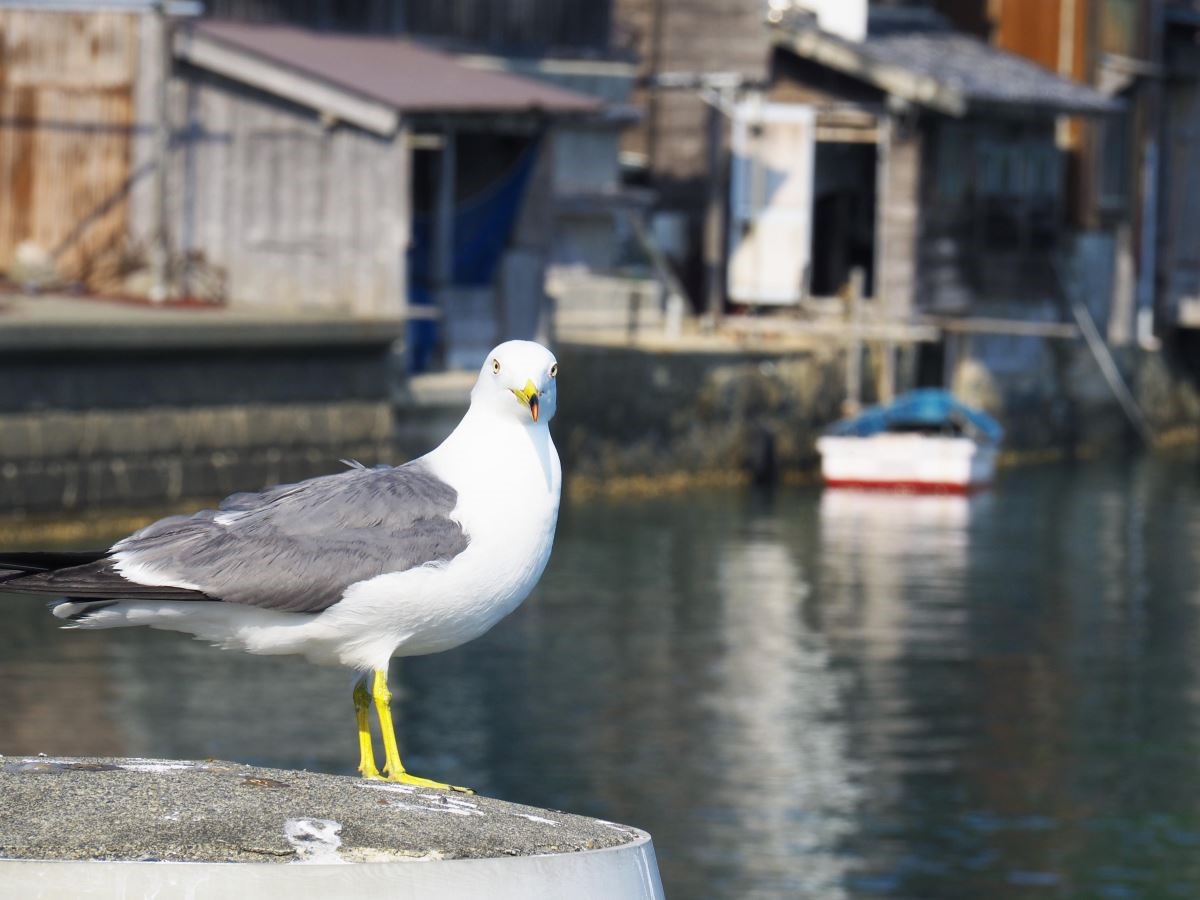 海鳥是伊根之旅最親切的旅伴,非常受到旅行者的喜愛。 海鳥是伊根之旅最親切的旅伴,非常受到旅行者的喜愛。
