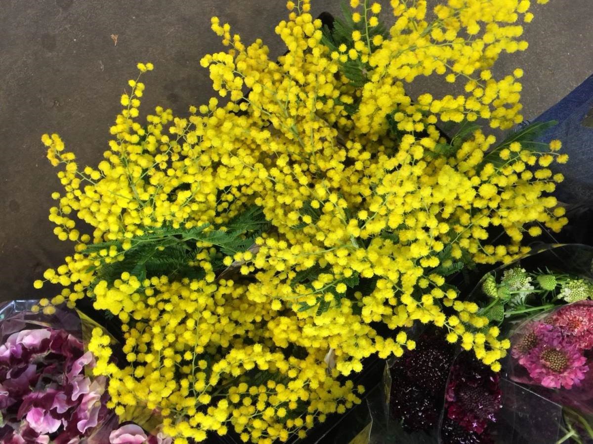 金合歡。(圖片提供:MERAKi Florist) 金合歡。(圖片提供:MERAKi Florist)