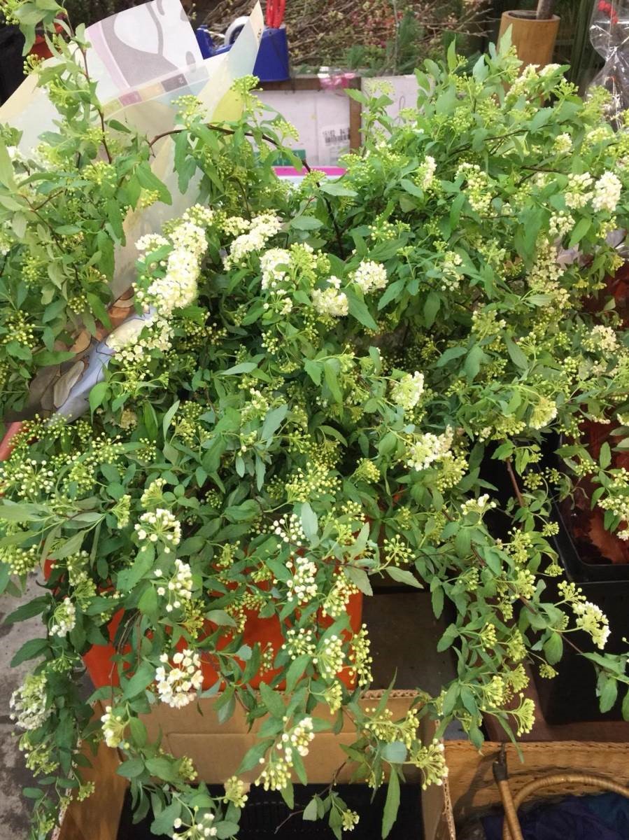 小手球。(圖片提供:MERAKi Florist) 小手球。(圖片提供:MERAKi Florist)