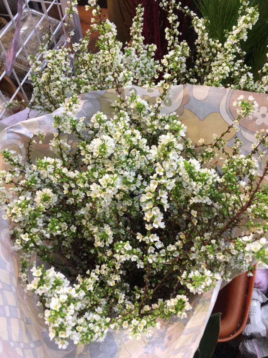 雪柳。(圖片提供:MERAKi Florist) 雪柳。(圖片提供:MERAKi Florist)