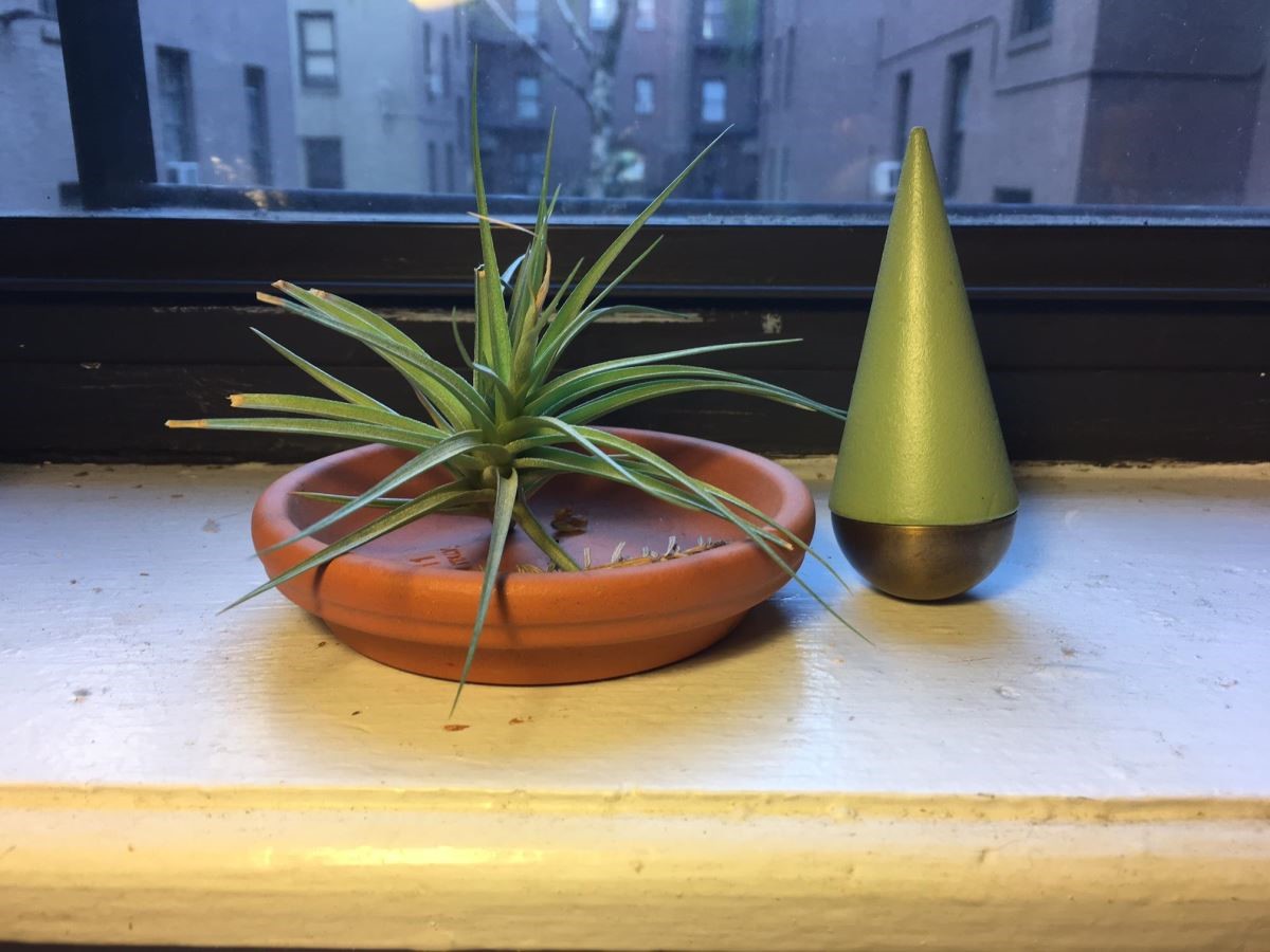 Vita Yang喜歡的植物與紙鎮收藏。 Vita Yang喜歡的植物與紙鎮收藏。