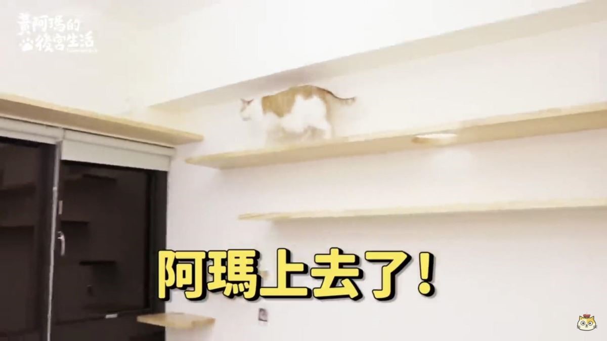 超長的貓步道為了讓重量級的貓咪可以安心行走,在承重上要下非常大的功夫。 超長的貓步道為了讓重量級的貓咪可以安心行走,在承重上要下非常大的功夫。