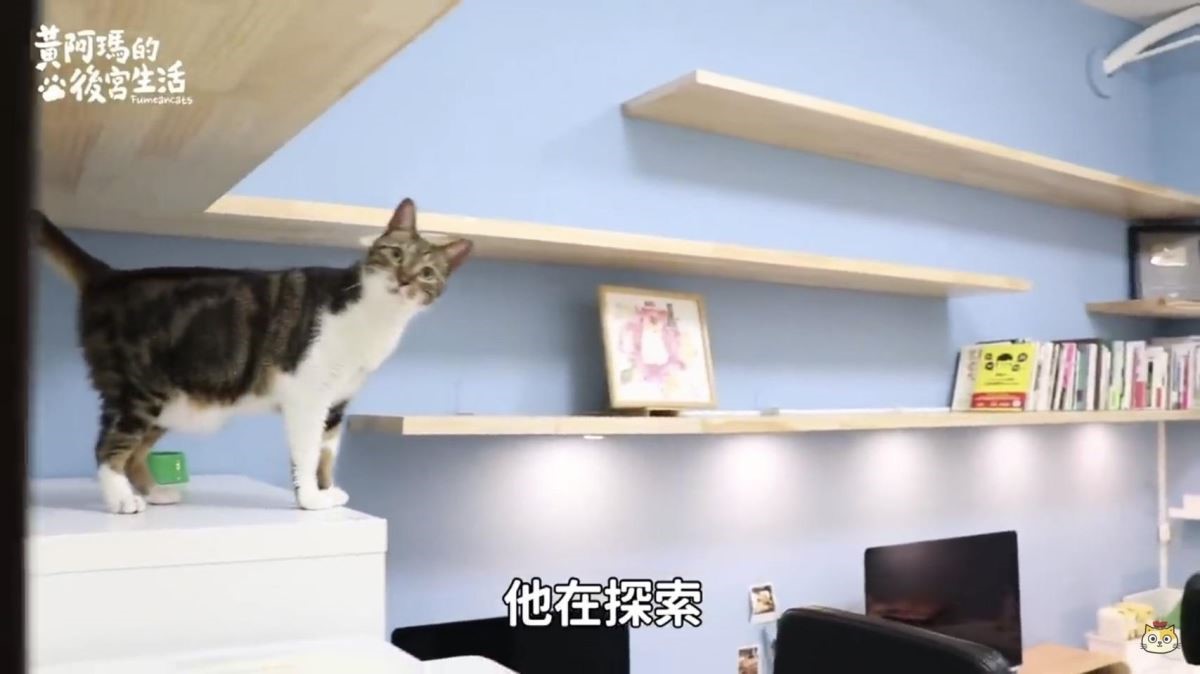 記得關注黃阿瑪的後宮生活看貓咪們的新後宮喔:@fumeancats 記得關注黃阿瑪的後宮生活看貓咪們的新後宮喔:@fumeancats