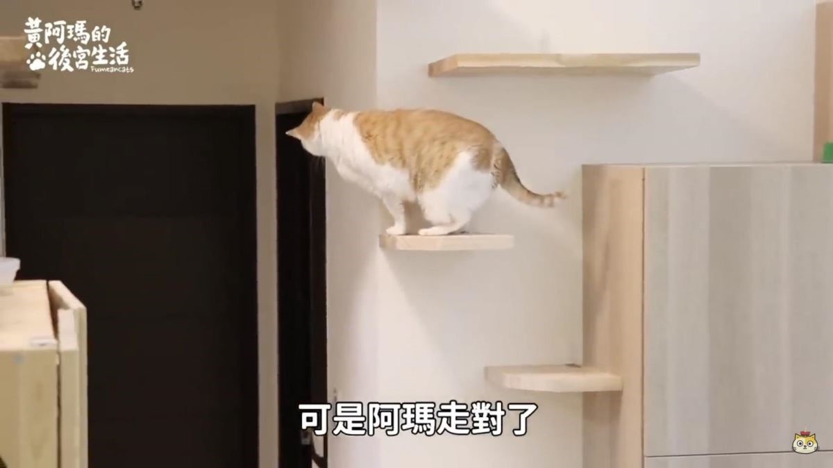 同樣位置,經過改良後的貓跳台,因應牆面問題,直接使用鐵件雙重固定以策安全。 同樣位置,經過改良後的貓跳台,因應牆面問題,直接使用鐵件雙重固定以策安全。