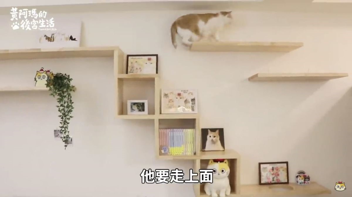 這次把貓跳台的位置往上拉高,可搭建的空間變得更寬敞,有了充裕的空間讓貓咪們奔跑。 這次把貓跳台的位置往上拉高,可搭建的空間變得更寬敞,有了充裕的空間讓貓咪們奔跑。