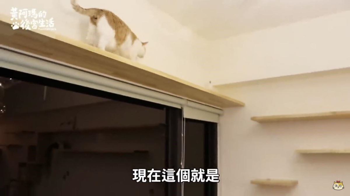 加長型的貓步道結合貓跳台,雖然很符合貓咪們的需求,但也需跟房東進行充分溝通,退租後更要還原成原本的樣貌。 加長型的貓步道結合貓跳台,雖然很符合貓咪們的需求,但也需跟房東進行充分溝通,退租後更要還原成原本的樣貌。