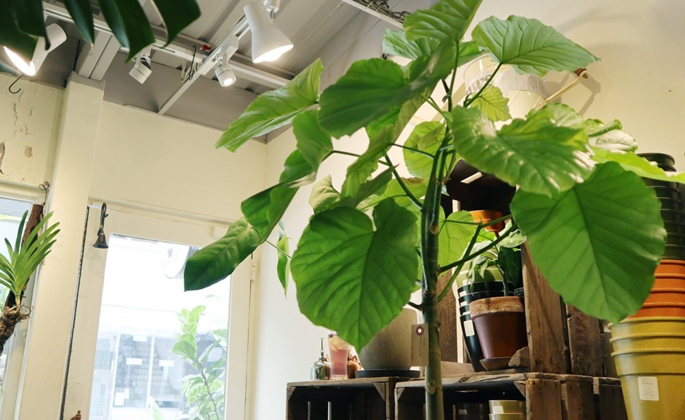 夏天的陽光配綠意就是充滿活力,有養過植栽的你一定知