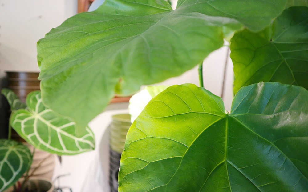夏天的陽光配綠意就是充滿活力,有養過植栽的你一定知