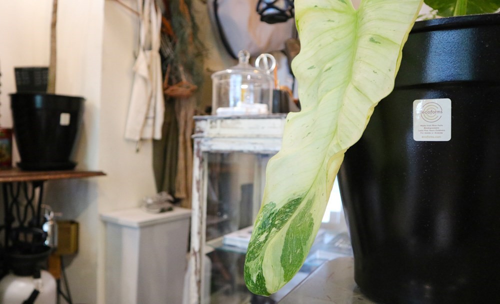 夏天的陽光配綠意就是充滿活力,有養過植栽的你一定知