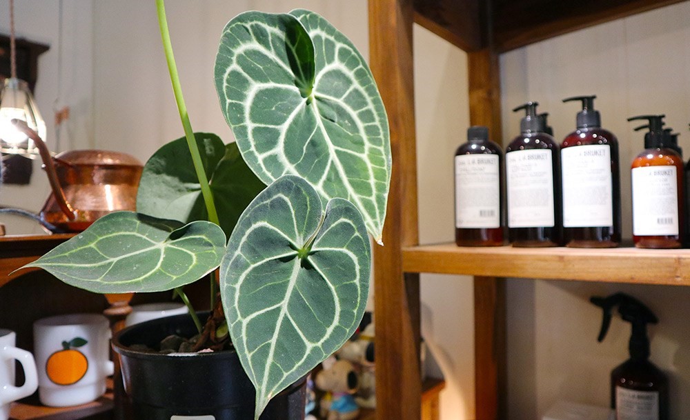 你是植物殺手嗎?還是覺得照顧植物好麻煩?不論是工作