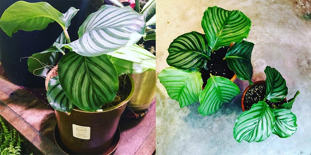 你是植物殺手嗎?還是覺得照顧植物好麻煩?不論是工作