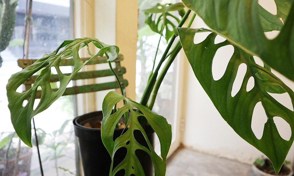 你是植物殺手嗎?還是覺得照顧植物好麻煩?不論是工作