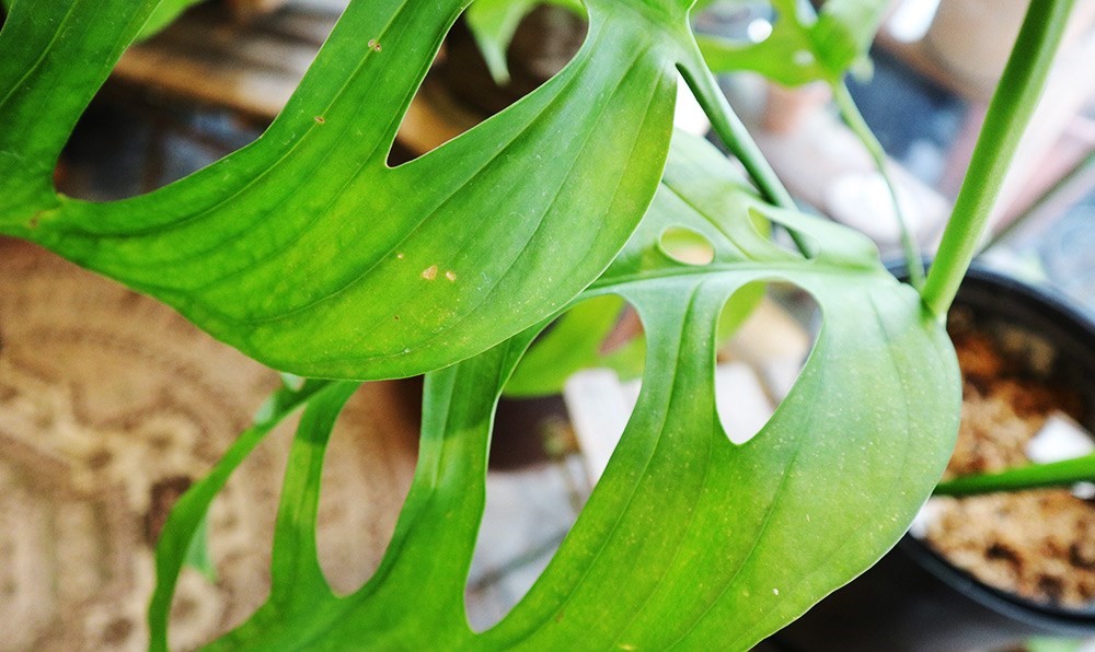 你是植物殺手嗎?還是覺得照顧植物好麻煩?不論是工作