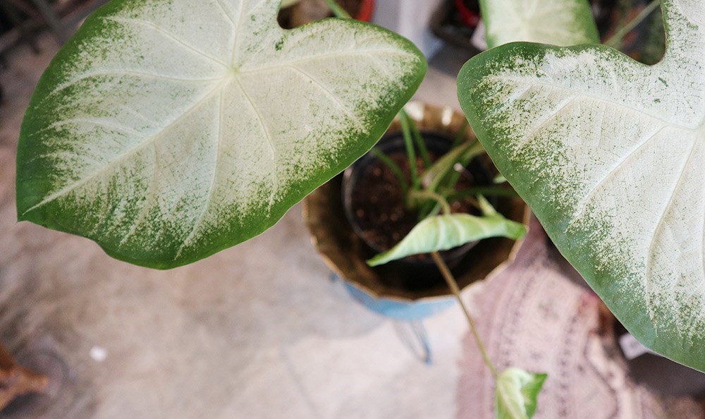 你是植物殺手嗎?還是覺得照顧植物好麻煩?不論是工作